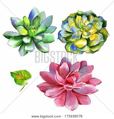 Wildflower succulentus flower in a watercolor style isolated. Full name of the plant: succulentus. Aquarelle wild flower for background, texture, wrapper pattern, frame or border.