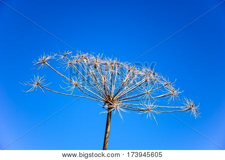 Bright plant infructescence by a blue sky