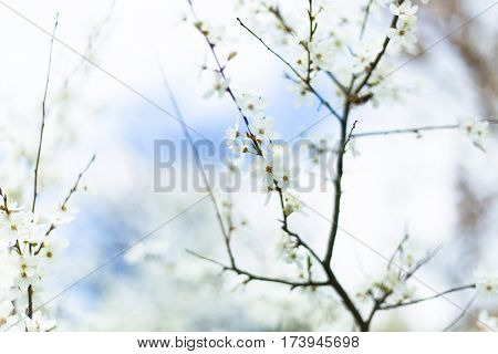 Flowering Cherry Tree Branches In Spring Garden
