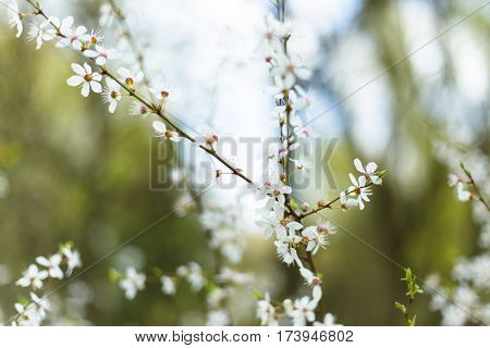 White And Fragrant Cherry Flowerduring Spring