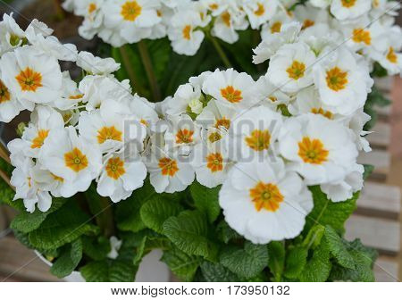 White primrose- first spring flowers for planting