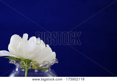 White Peony flower on royal blue background