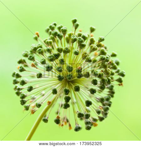 Lovely Alium seed head in green like an exploding firework