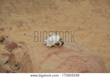Skull of a wild animal on a rock in the desert
