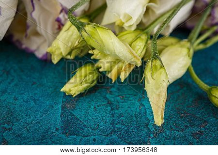 Bouquet of white eustoma flowers on dark blue background