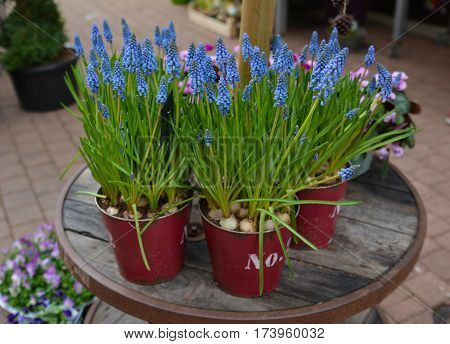 Muscari-fragil spring purple flowers in the pots.