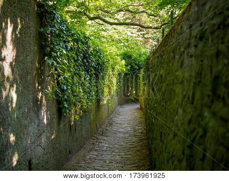 View of the vine and moss-covered walls of the Schlangenweg also known as the winding path with nobody during daytime. Travel and architecture concept.