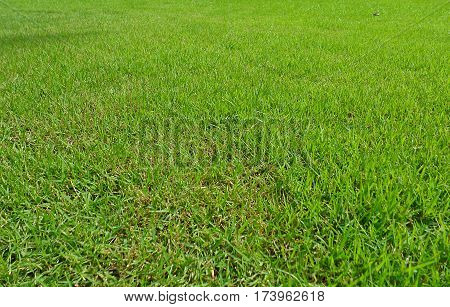 Lawn grass greensward courtyard,field, grass, green, ground.
