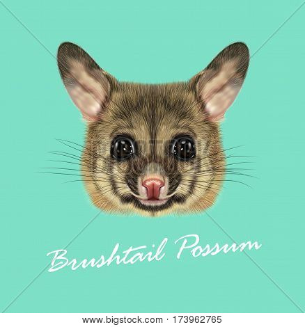 Vector Illustrated portrait of Common brushtail possum. Cute head of wild Australian mammal on blue background.