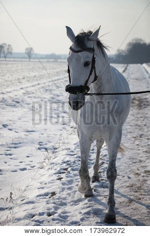 Andalusian horse wearing a hackamore in winter landscape