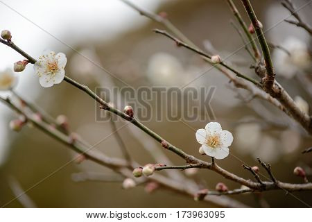 Close-up detail of white colored Japanese cherry blossoms on a branch with many buds. Travel and nature concept.