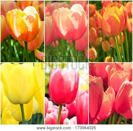 Tulip fields collage of different colored tulips