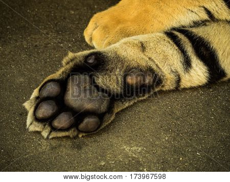 close up detail front foot of Siberian Tiger