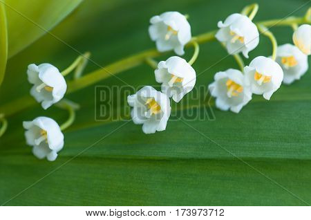 Flower lily of the valley growing in forest in spring closeup natural background