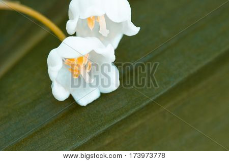 Flower lily of the valley growing in forest in spring closeup natural background