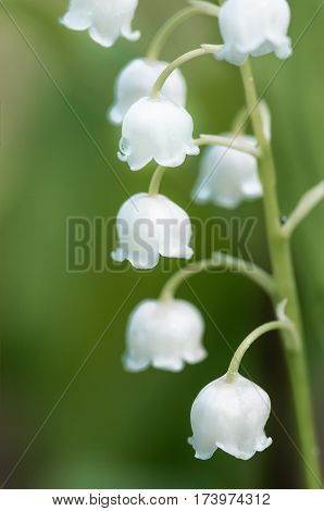 Flower lily of the valley growing in forest in spring closeup natural background