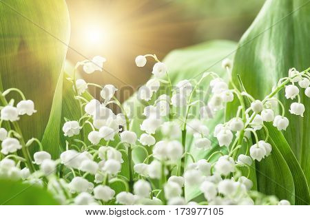 Flower lily of the valley growing in forest in spring closeup natural background