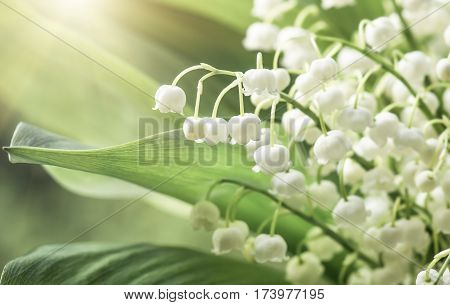 Flower lily of the valley growing in forest in spring closeup natural background
