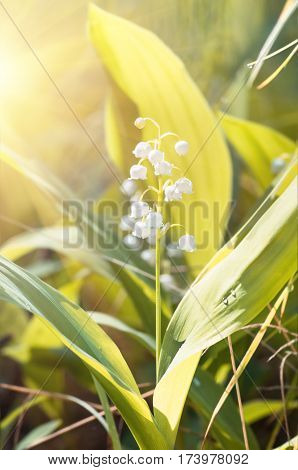 Flower lily of the valley growing in forest in spring closeup natural background