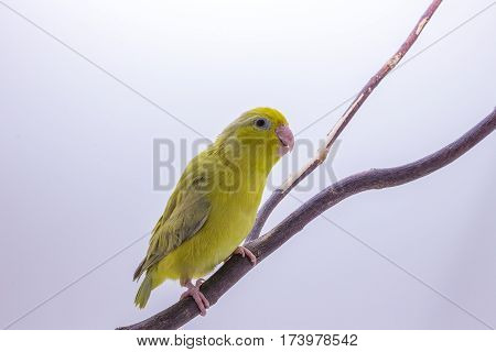 Pastel Green Forpus Bird