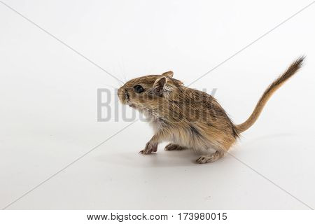 Litter Mongolian Gerbil, Desert Rat
