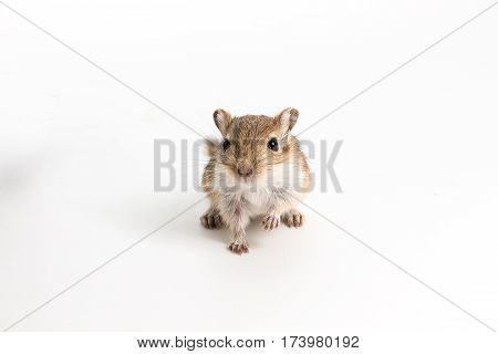 Litter Mongolian Gerbil, Desert Rat