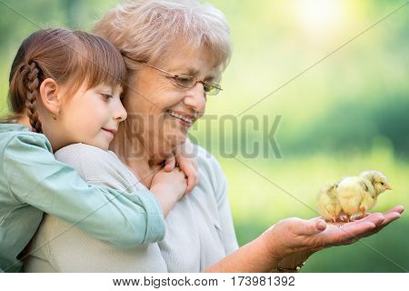 Grandmother with grandaughter are playing with chickens outdoors