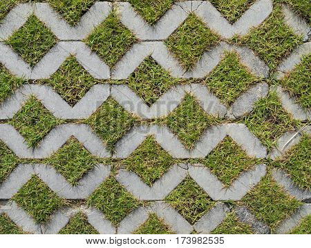 close up green field background in texture concrete