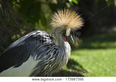 Closeup of a (Balearica regulorum) or Crowned Crane with sune lightning up the crown picture from park in Puerto de la Cruz Tenerife Spain.