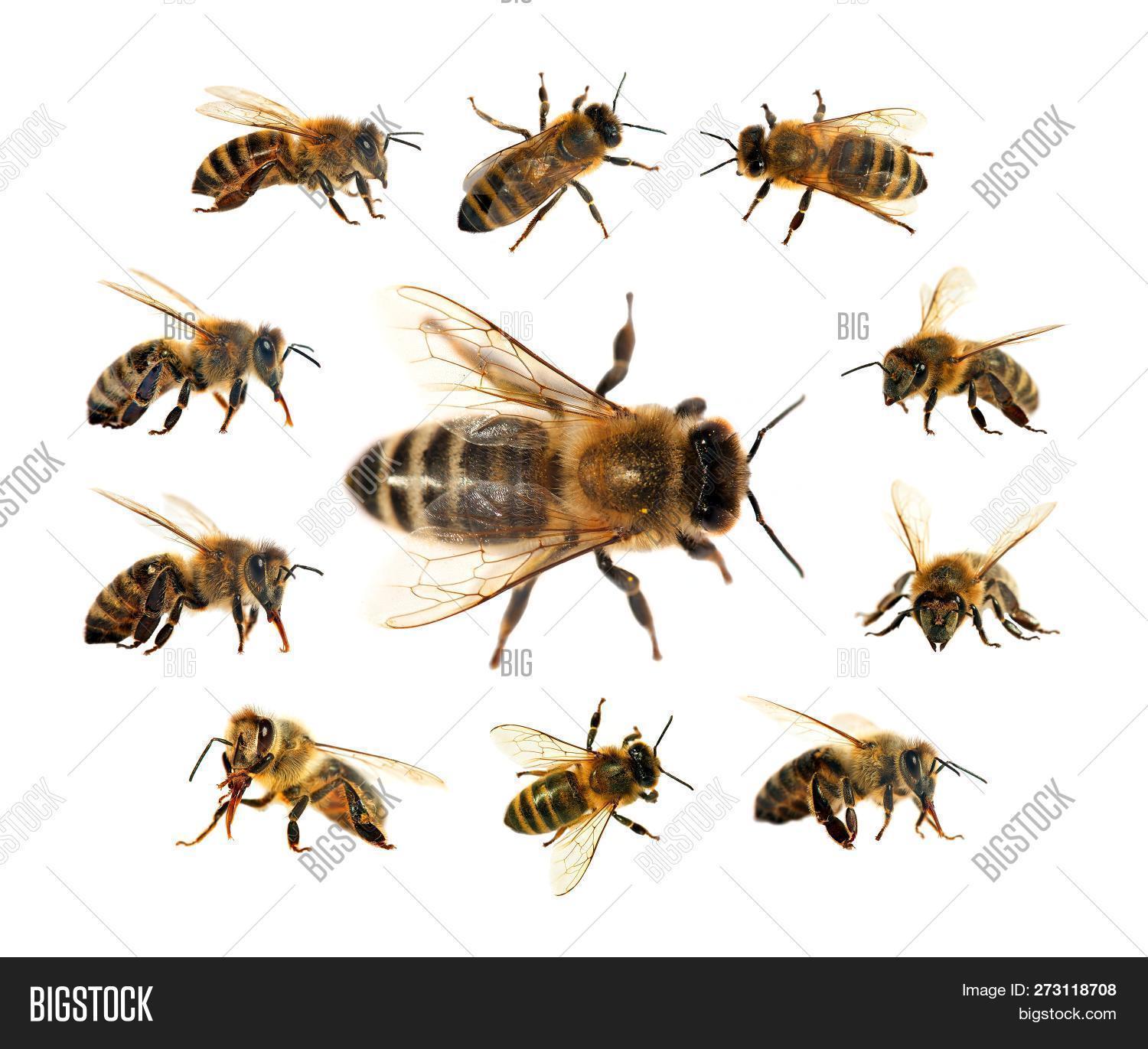 Group Bee Honeybee Image & Photo (Free Trial) Bigstock