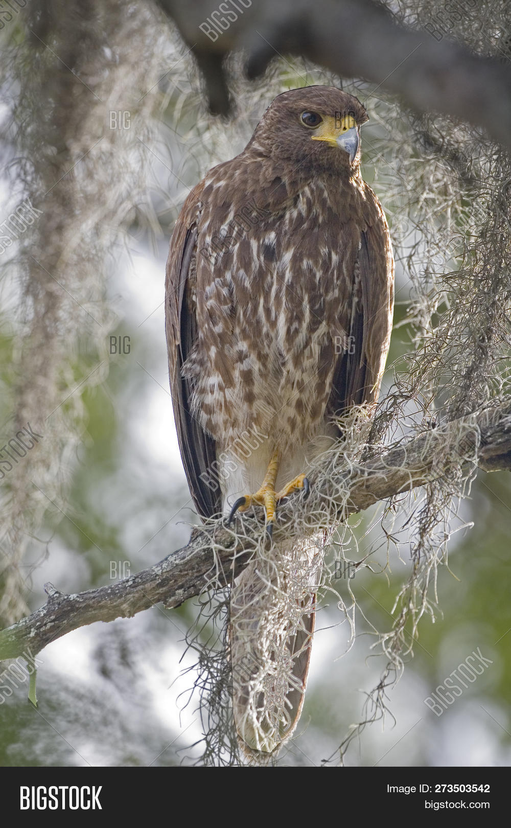 Juvenile Harris Hawk, Image & Photo (Free Trial) | Bigstock