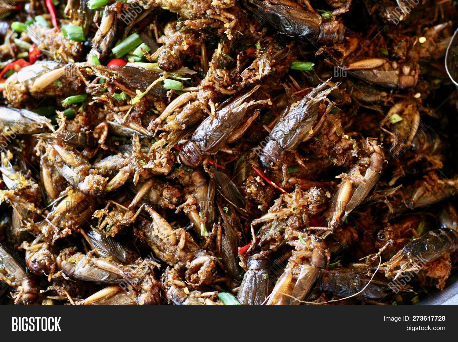 Deep Fried Crickets Image & Photo (Free Trial) Bigstock