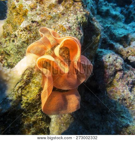 Colorful Coral Reef On The Bottom Of Tropical Sea,  Egg Ribbon Of Spanish Dancer, Underwater Landsca