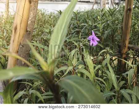 Purple Ruellia Tuberosa , Acanthaceae In Warn Light Concept