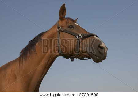 La testa di un cavallo