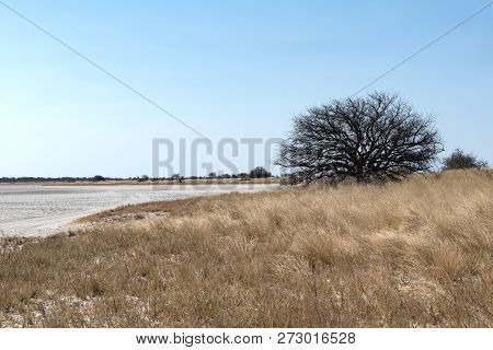 The Kudiakam Pan In Nxai Pans National Park, Botswana