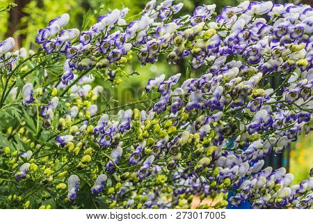 The Wet Purple And White Aconite Flowers Or Aconitum Napellus With Water Drops On A Blurred Backgrou