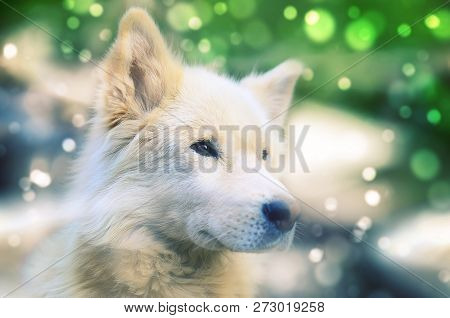 White Siberian Samoyed Husky Dog With Heterochromia Eyes