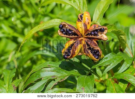 The Wet Bright Black Paeonia Anomala Seeds With Rain Drops On A Green Leaves Background