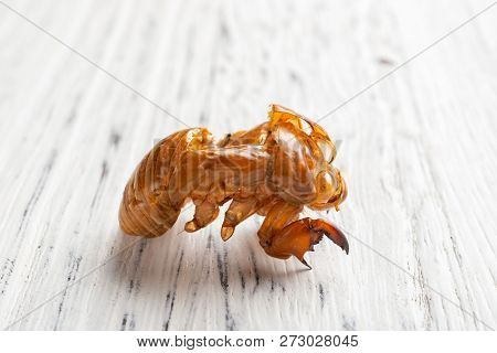 Chinese Herb Of Cicadae Periostracum Or Cicada Slough