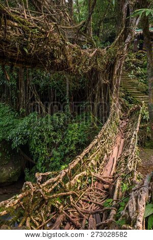 Famous Double Decker living roots bridge near Nongriat village, Cherrapunjee, Meghalaya, India. This bridge is formed by training tree roots over years to knit together.