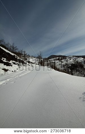Under The Snow In A Winter Day