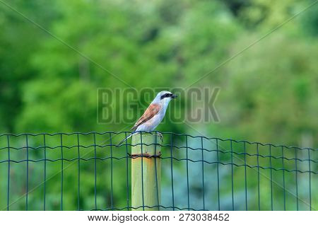 The Red-backed Shrike (lanius Collurio) Is A Carnivorous Passerine Bird And Member Of The Shrike Fam