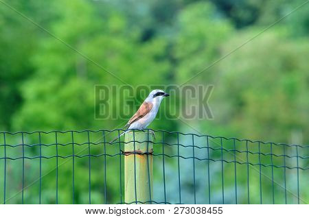 The Red-backed Shrike (lanius Collurio) Is A Carnivorous Passerine Bird And Member Of The Shrike Fam