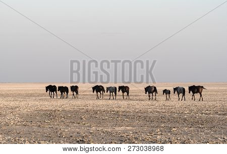 Horses On Makgadikgadi Pan, Nwetwe Pan In Botswana