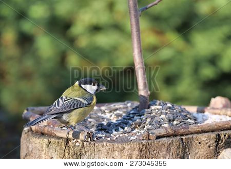Coalmouse On Tree Background In Spring Time