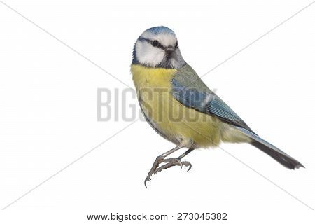 Wild Bird  Coalmouse On A White Background