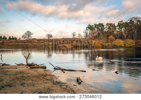 Mute Swan Swims Gracefully In A Lake Surrounded By Trees In Autumn Colors. The Photo Was Taken In Au