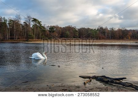 Mute Swan Swims Gracefully And Showing Off The Feathers Of The Wings In A Lake. The Photo Was Taken 