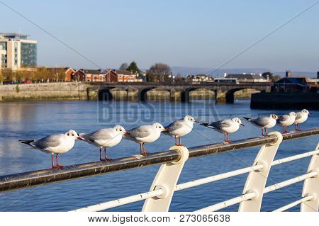 Seagull Group Resting  In Shannon River